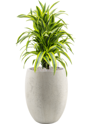 Dracaena fragrans 'Lemon Lime' en Grigio