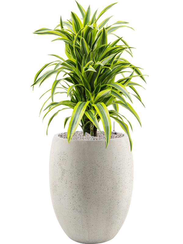 Dracaena fragrans 'Lemon Lime' en Grigio, Luca Lifestyle