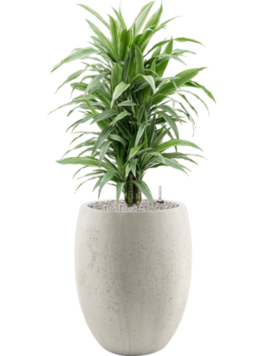 Dracaena deremensis 'Warneckei' en Grigio