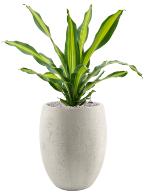 Dracaena fragrans 'Burley' en Grigio