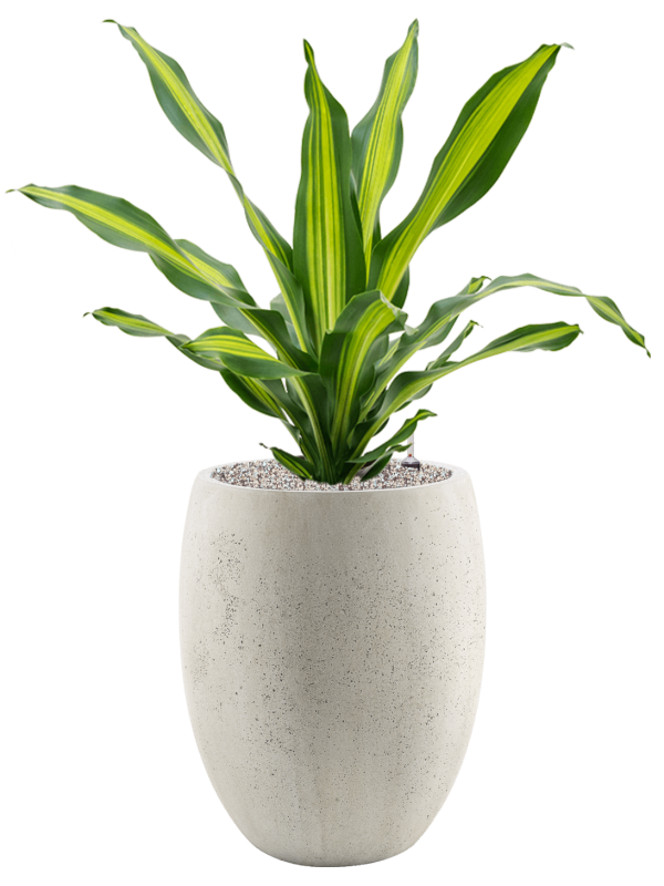 Dracaena fragrans 'Burley' en Grigio, Luca Lifestyle