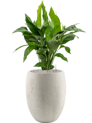 Spathiphyllum 'Sweet Lauretta' en Grigio