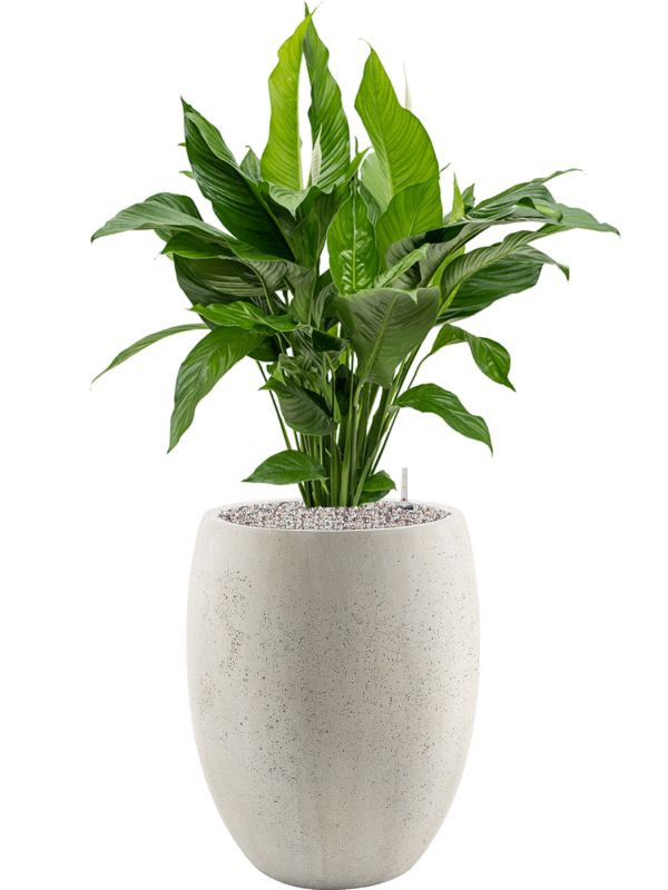 Spathiphyllum 'Sweet Lauretta' en Grigio, Luca Lifestyle