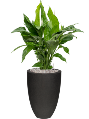 Spathiphyllum 'Sweet Lauretta' en Capi Urban Smooth NL