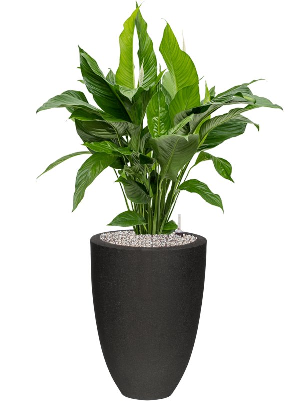 Spathiphyllum 'Sweet Lauretta' en Capi Urban Smooth NL