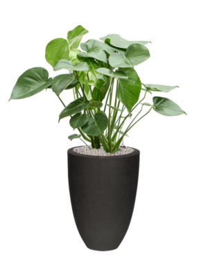 Monstera deliciosa en Capi Urban Smooth NL