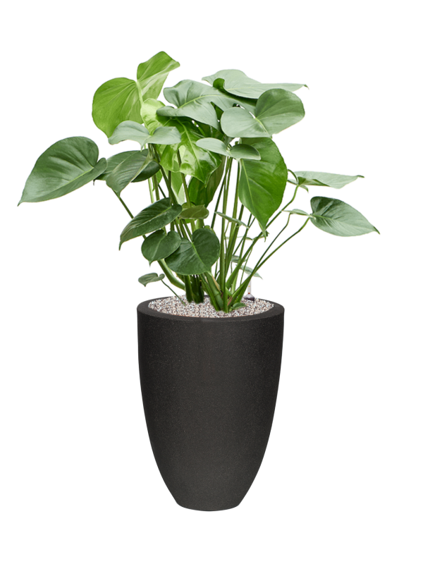 Monstera deliciosa en Capi Urban Smooth NL