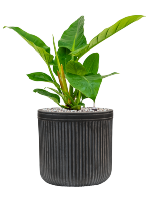 Philodendron `Imperial Green' en Baq Vertical Rib