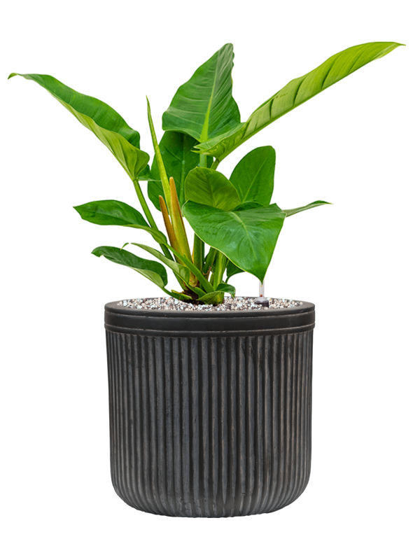 Philodendron `Imperial Green' en Baq Vertical Rib
