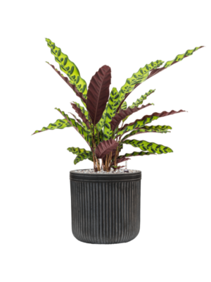 Calathea insignis en Baq Vertical Rib
