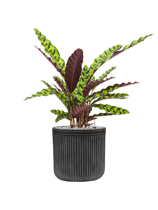 Calathea insignis en Baq Vertical Rib