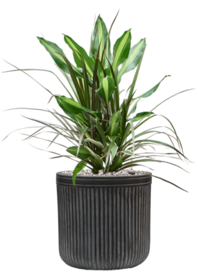 Dracaena combo en Baq Vertical Rib