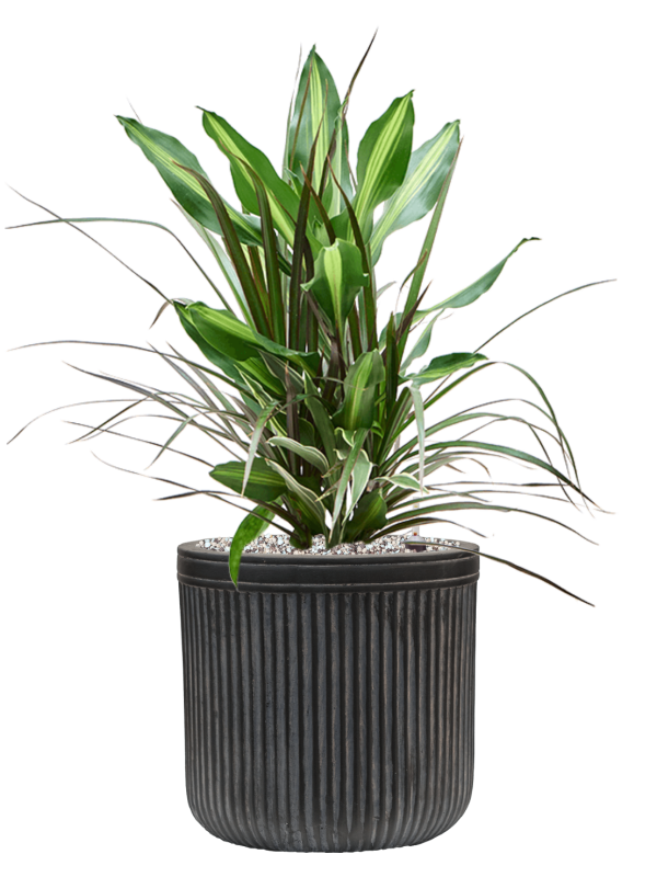Dracaena combo en Baq Vertical Rib