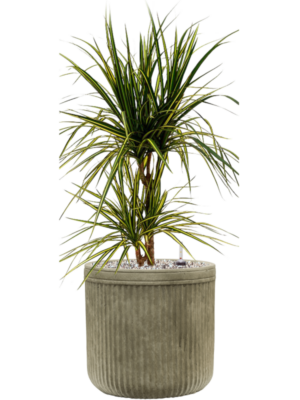 Dracaena marginata 'Sunray' en Baq Vertical Rib