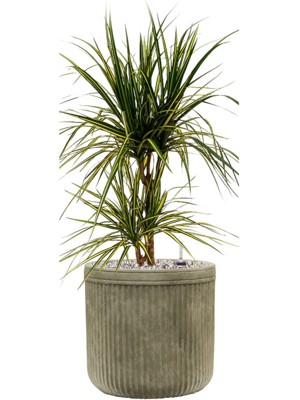 Dracaena marginata 'Sunray' en Baq Vertical Rib