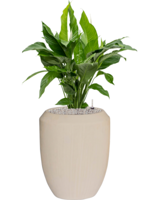 Spathiphyllum 'Sweet Lauretta' en Baq Polystone Coated