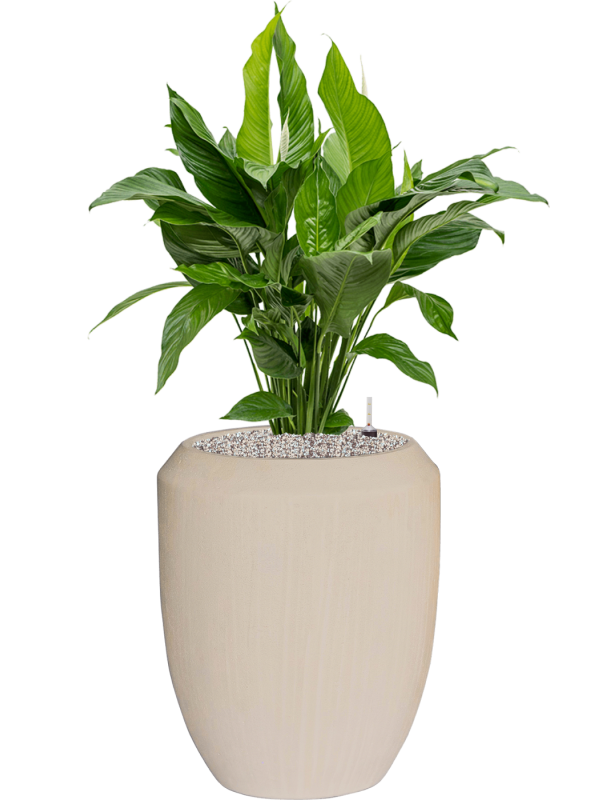 Spathiphyllum 'Sweet Lauretta' en Baq Polystone Coated