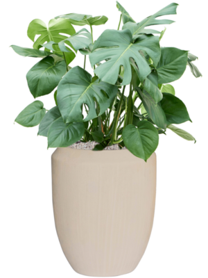 Monstera deliciosa en Baq Polystone Coated Plain