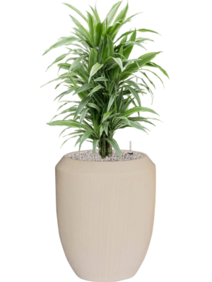 Dracaena deremensis 'Warneckei' en Baq Polystone Coated
