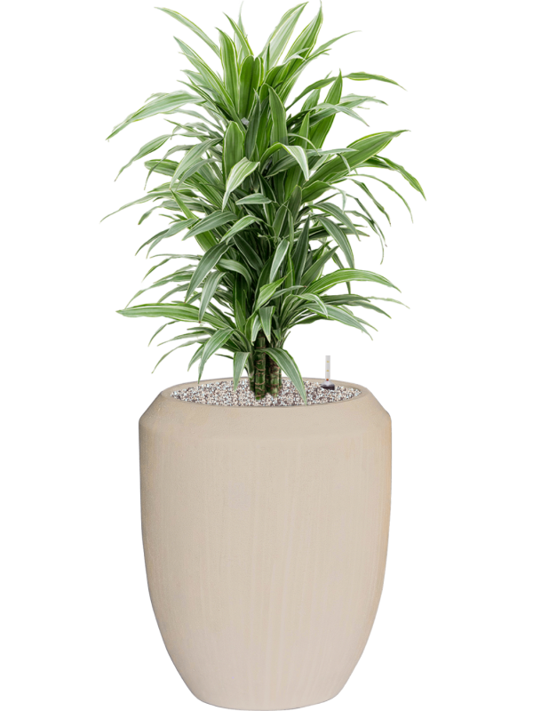 Dracaena deremensis 'Warneckei' en Baq Polystone Coated