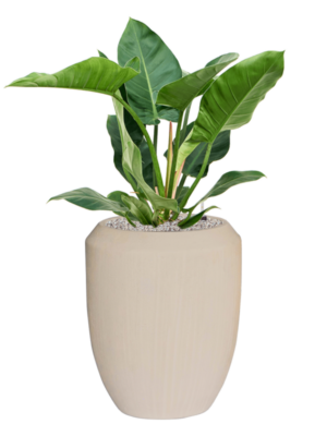 Philodendron 'Imperial Green' en Baq Polystone Coated Plain