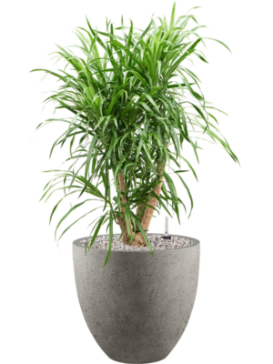 Pleomele (Dracaena) 'Anita' en Grigio