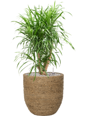 Pleomele (Dracaena) 'Anita' en Bohemian
