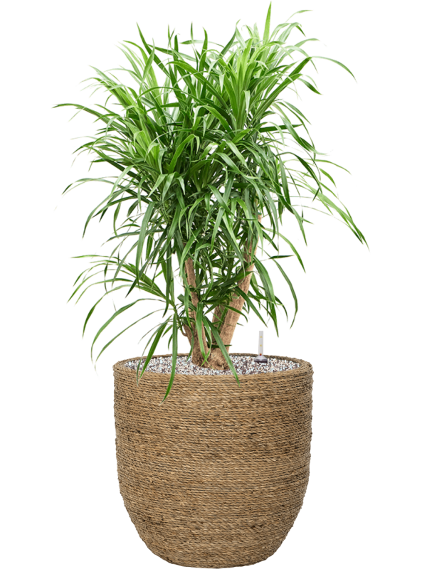 Pleomele (Dracaena) 'Anita' en Bohemian, Pottery Pots