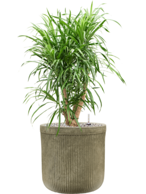 Pleomele (Dracaena) 'Anita' en Baq Vertical Rib