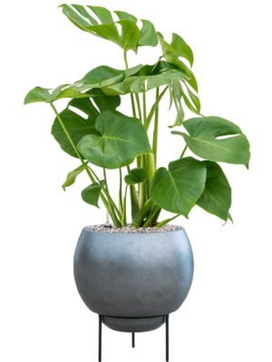 Monstera deliciosa en Baq Metallic Silver leaf