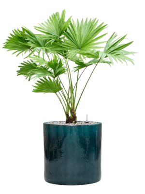 Livistonia rotundifolia en Cylinder