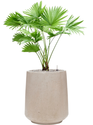 Livistonia rotundifolia en Baq Raindrop