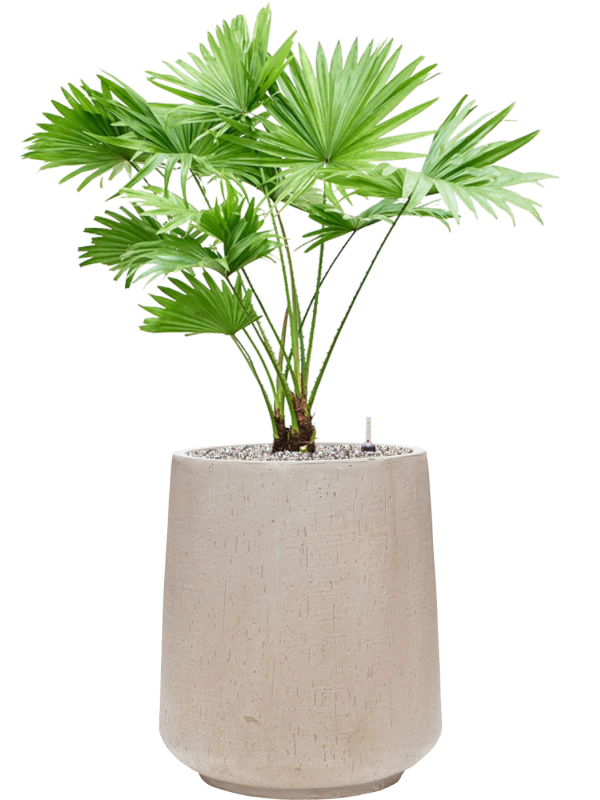 Livistonia rotundifolia en Baq Raindrop
