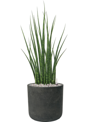 Sansevieria cylindrica 'Fernwood Mikado' en Rough