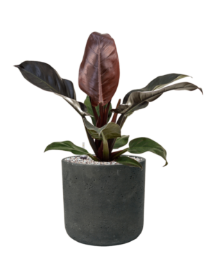 Philodendron `Imperial Red' en Rough