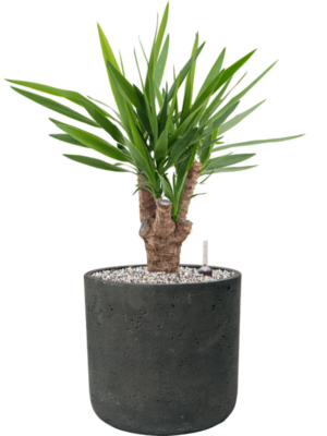 Yucca elephantipes en Rough