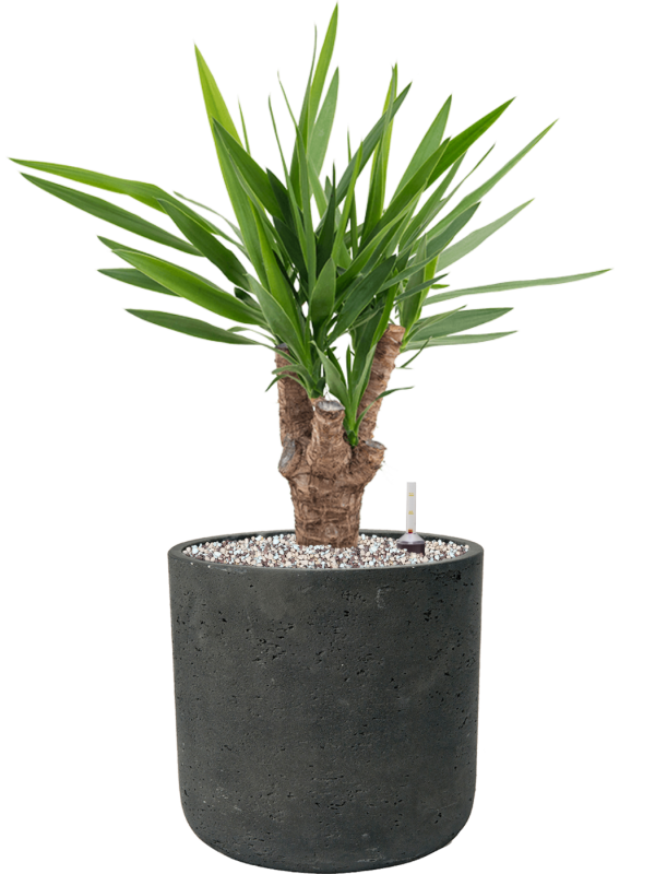 Yucca elephantipes en Rough, Pottery Pots