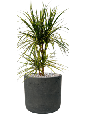 Dracaena marginata 'Sunray' en Rough