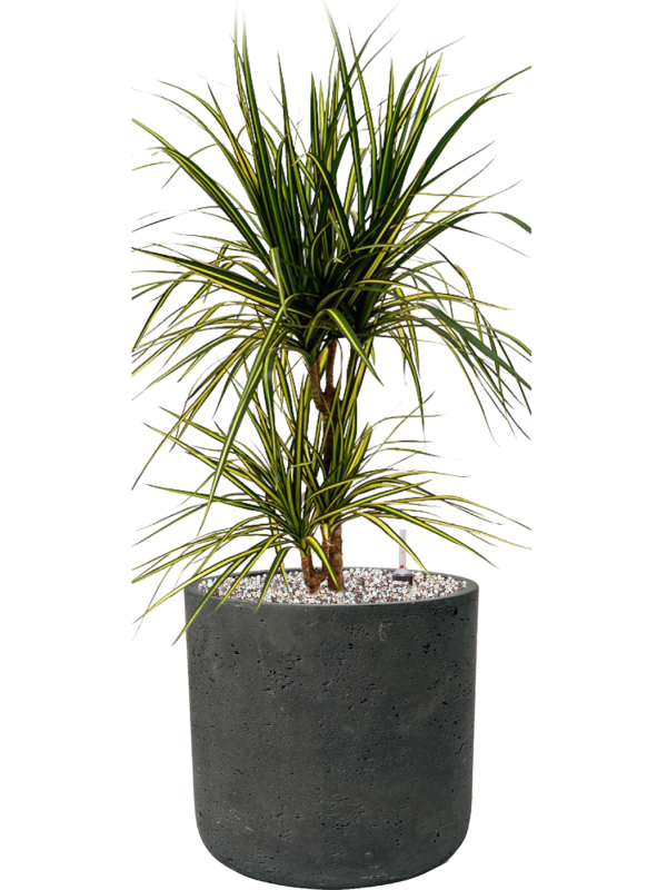 Dracaena marginata 'Sunray' en Rough, Pottery Pots