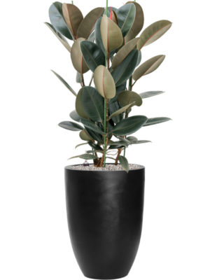 Ficus elastica 'Abidjan' en Fiberstone