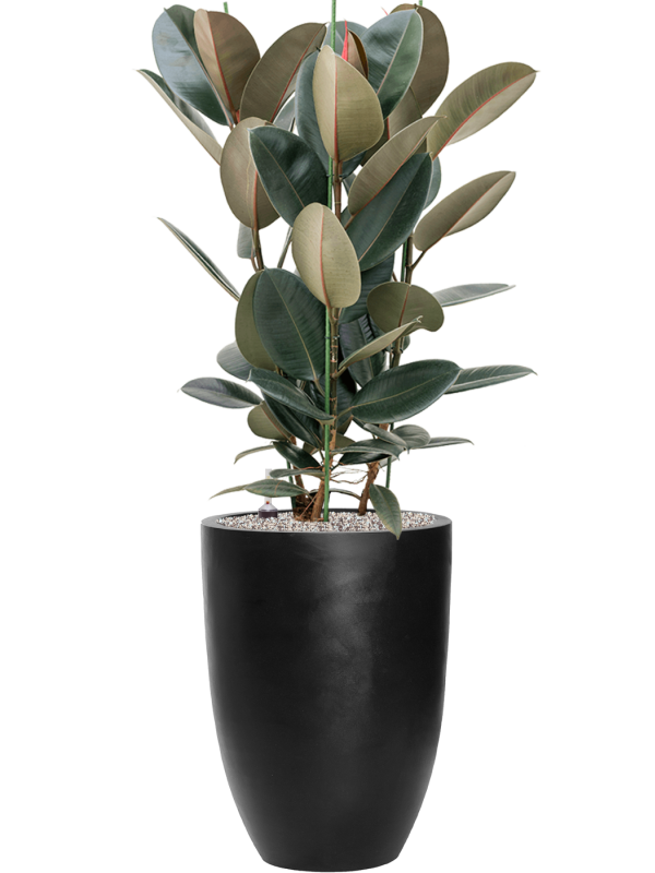 Ficus elastica 'Abidjan' en Fiberstone, Pottery Pots