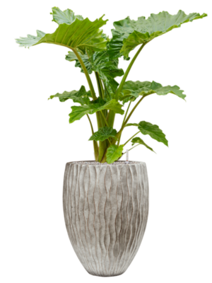 Alocasia 'Portodora' en Wave