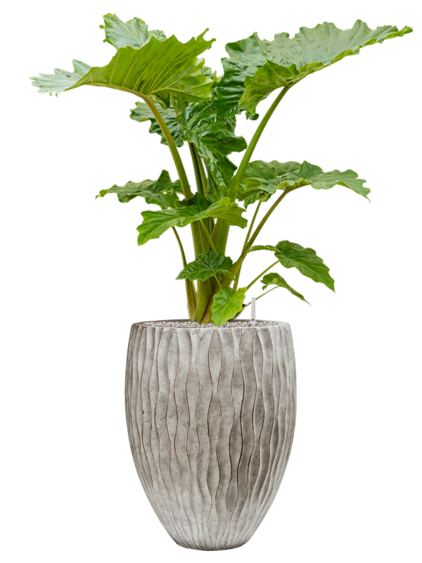 Alocasia 'Portodora' en Wave, Pottery Pots
