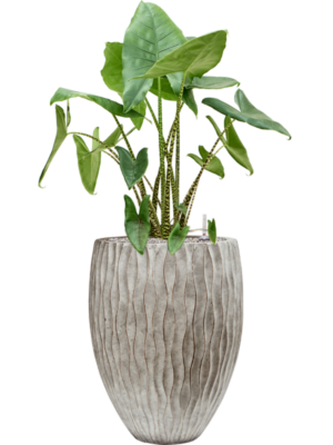 Alocasia zebrina en Wave