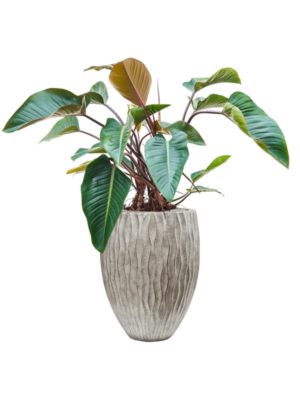 Philodendron 'Red Beauty' en Wave