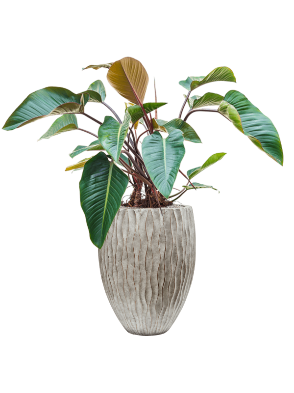 Philodendron 'Red Beauty' en Wave, Pottery Pots