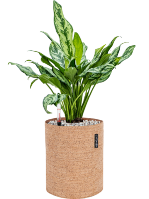 Aglaonema 'Miss Julliette' en Lechuza Trendcover 23 Cork