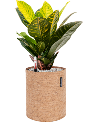 Croton variegatum 'Petra' en Lechuza Trendcover 23 Cork
