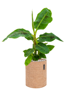 Musa 'Dwarf Cavendish' en Lechuza Trendcover 23 Cork