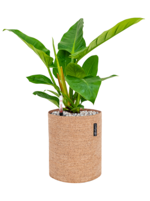 Philodendron `Imperial Green' en Lechuza Trendcover 23 Cork